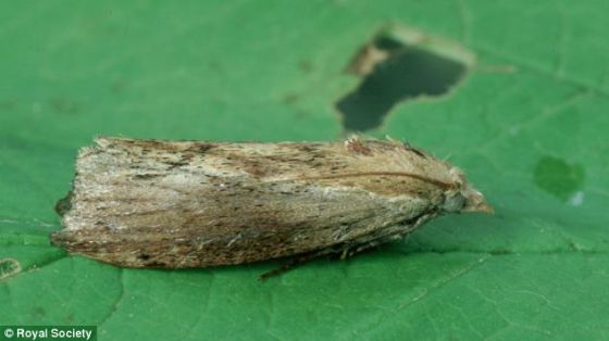 动物世界最强听觉:大蜡螟为人耳150倍