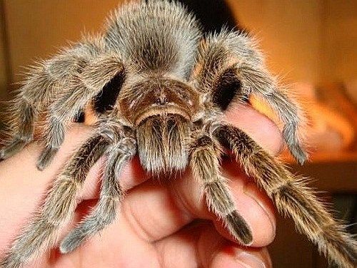智利一家农场向亚洲,欧洲和美国出口一种手掌大小的蜘蛛作为家庭宠物