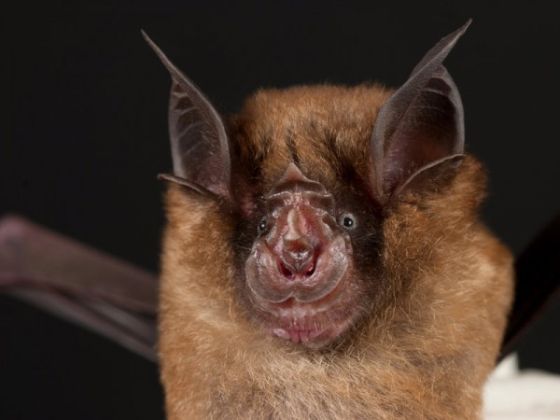 中国蝙蝠病毒图片