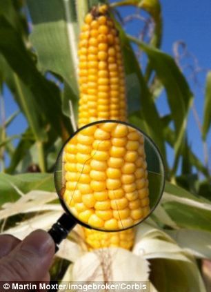 迪卡3288玉米种子图片