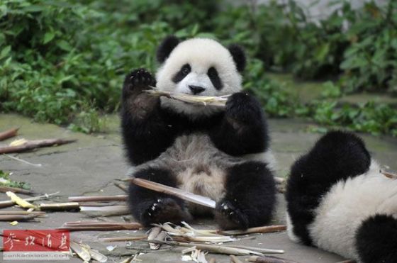 中国人工繁殖大熊猫鲜有"近交"现象