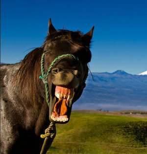 动物的幸福瞬间:马儿咧嘴大笑