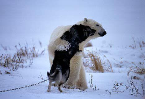 摄影师拍到野生北极熊与狗玩耍相互拥抱(图)(2)