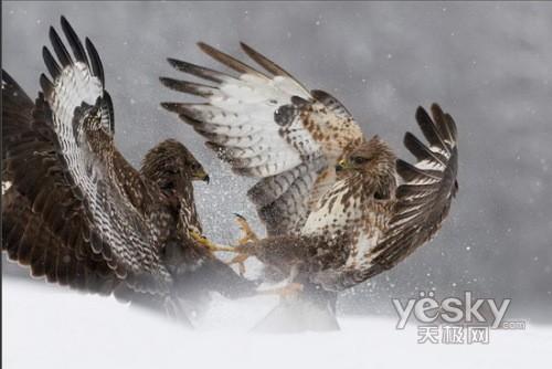 2008年国际最佳鸟类获胜作品:普通秃鹰