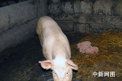 母猪在腊月初三生出的一窝小猪