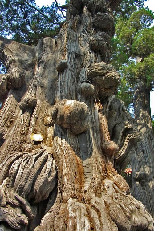 图为:古槐长出的树瘤