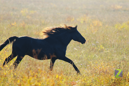 马奔跑gif图片