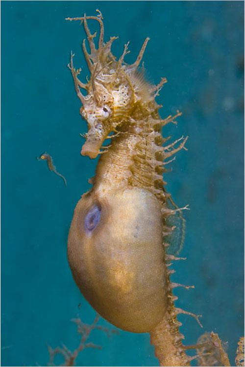 雄海马产下第一胎后瞬间.