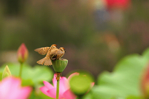 500_333gif 动态图 动图