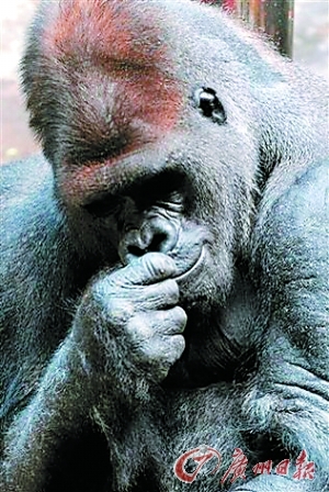 美动物园大猩猩"越狱"咬人