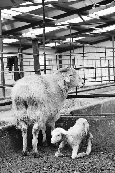 转基因克隆羊:刚见光,路还长