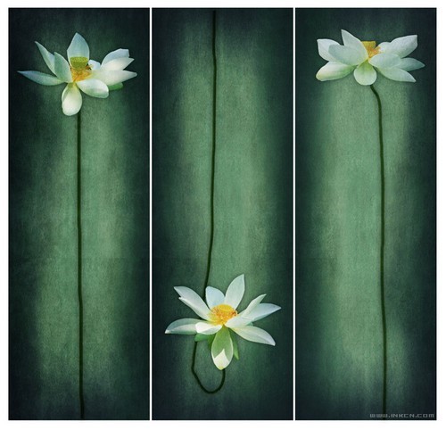 摄影师秘籍 创意风格荷花拍摄及制作技巧(3)