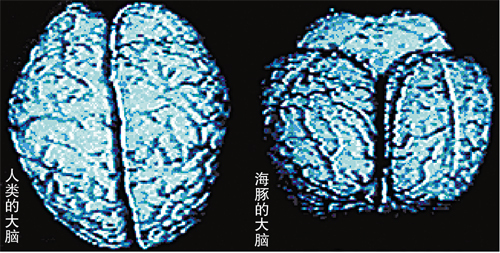 海豚:可能是地球上最聪明的动物