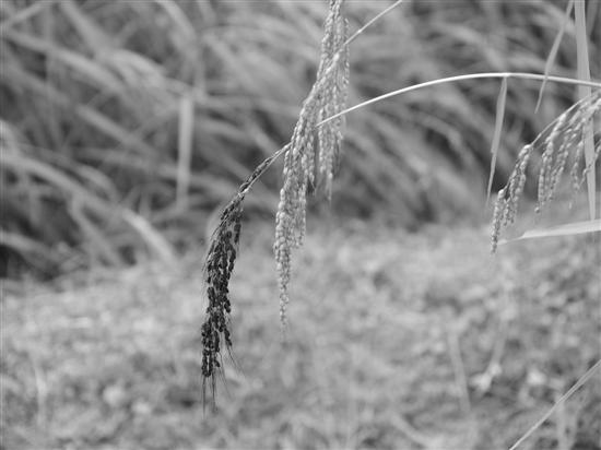 龙脊梯田主要的农作物就是水稻,而这个是用松下g5的黑白模式拍摄. .