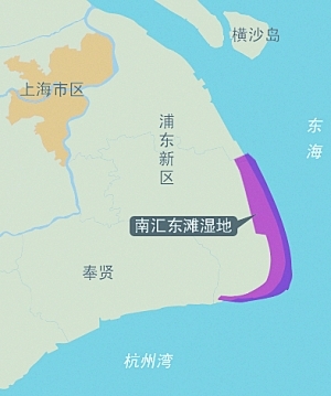 上海候鸟生命中转站正消失:城市开发与鸟争地