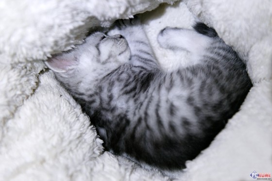 蜷缩在猫窝里的小猫24mm广角与70mm端可以非常方便的抓拍到小猫的