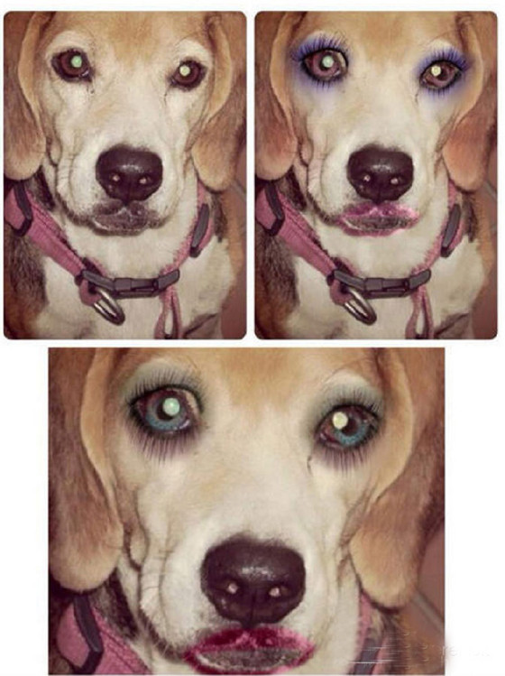 当宠物遇上美颜app 画面太美我不敢看