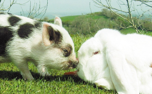 兔子和猪在相爱图片图片