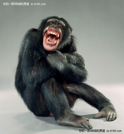 闪光灯下二十个瞬间猴子表情(组图)