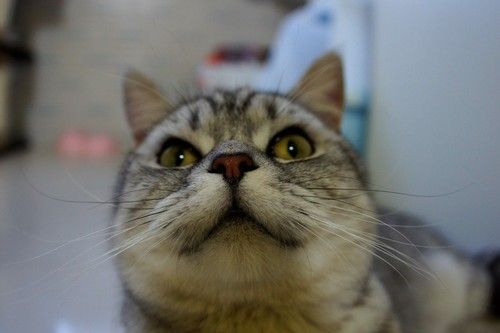 家有贱猫初长成六一儿童节我们来拍宠物