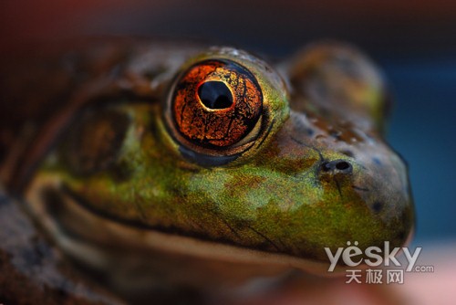 极品微距摄影作品:睡觉的青蛙