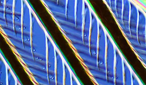 显微镜下的羽毛图片