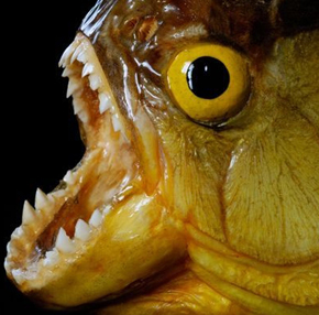 食人鱼牙齿锋利