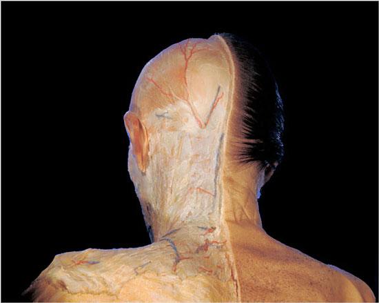 窥视人体内部迄今最详细人体解剖照片图