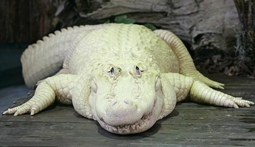 美动物园引进罕见蓝眼睛白色鳄鱼(组图)