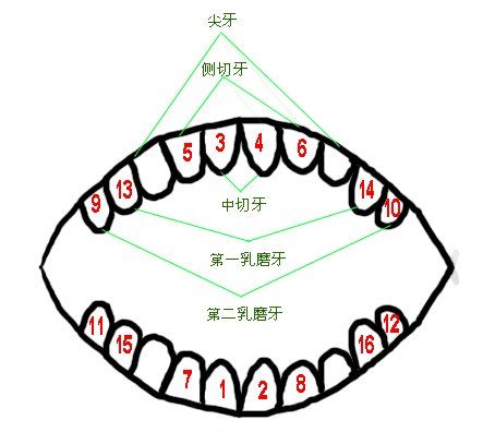 出牙的规律通常是:牙齿左右对称萌出,先下后上