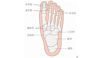 脚掌解剖骨骼结构图图片