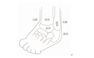 脚的生理结构脚部关节