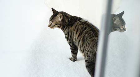 组图:狸花毛毛踏雪的喜悦