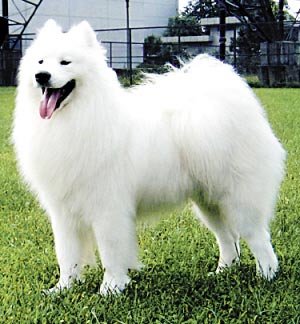 白色长毛狗叫什么名字图片