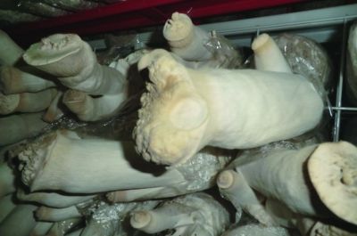 长成畸形的杏鲍菇头上冒出了密密的"小蘑菇".