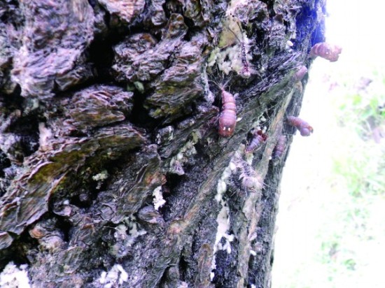 板栗树上的虫子图片图片