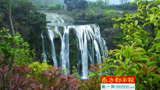 畢節百里杜鵑景區內,漫山花開.c f p供圖