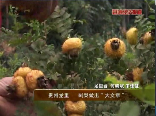 贵州龙里:刺梨做出大文章_农业滚动_新浪财经_新浪网