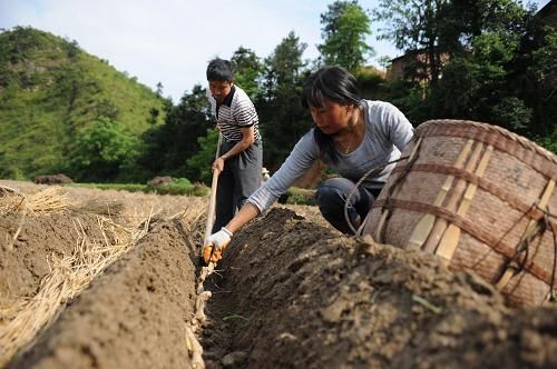 江西興國400萬斤生薑滯銷價跌到一斤11元