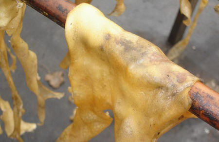 [图文]假"皮肚"现形记