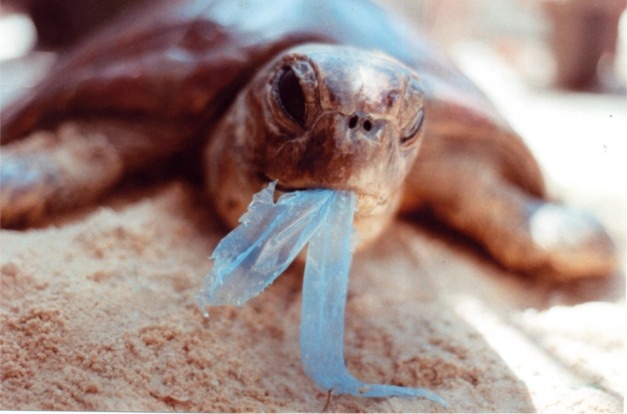 海洋垃圾数量惊人威胁生物