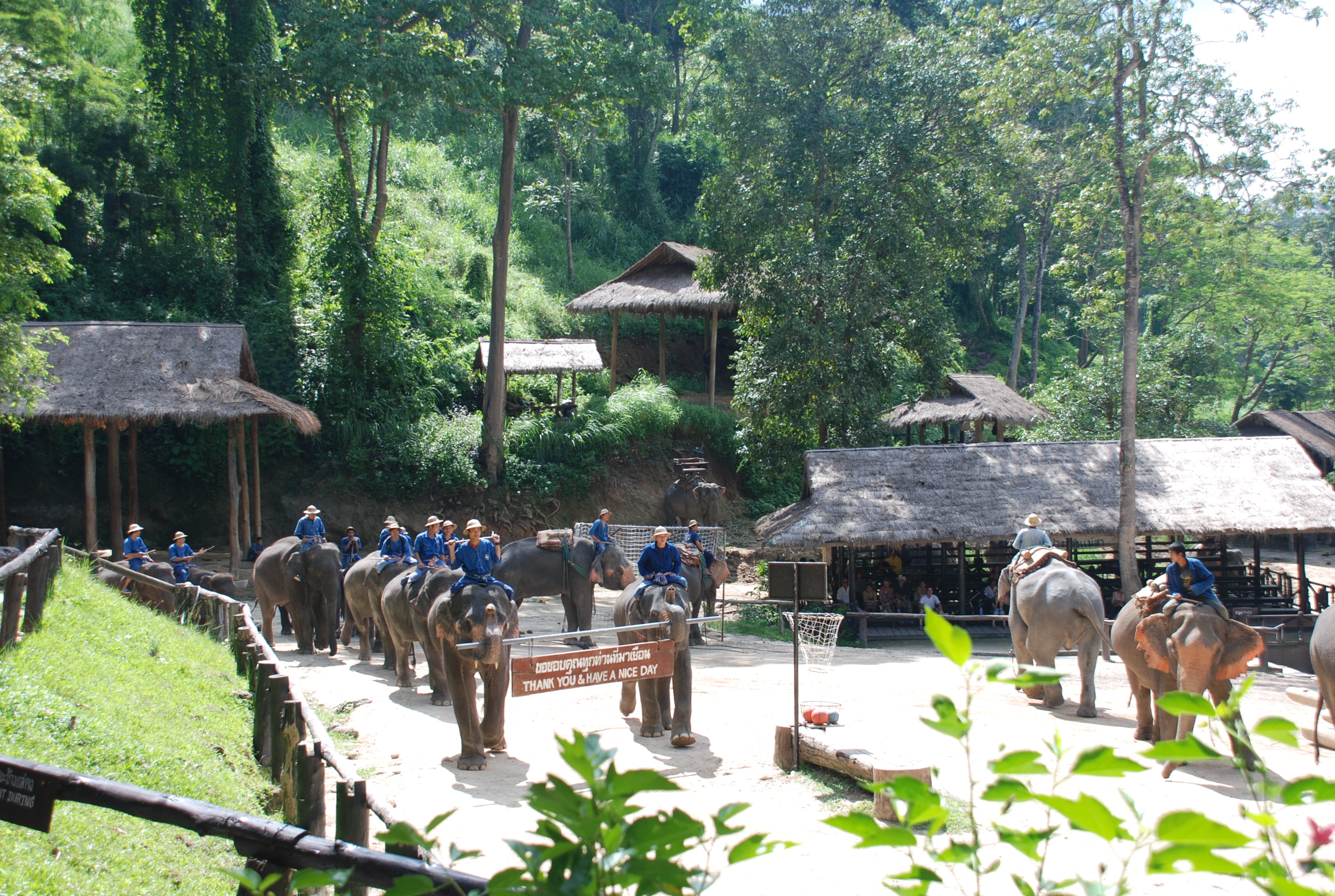 张志文领事眼中美丽的清迈大象园2