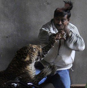 豹子闯印度居民区伤4人男子搏斗被掀头皮图