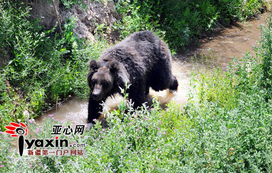 烏魯木齊持續高溫天氣讓人們大汗淋漓,就連動物園的動物們也熱得沒了