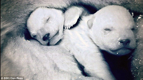电视上两只刚出生的北极熊宝宝依偎在母亲怀里,实际是在摄影棚内