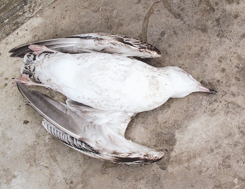 曾厝受保护的小鸟死在垃圾桶旁