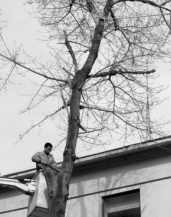 老树剃光头大家别担忧