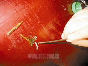 蜈蚣变异?兴文石海溶洞发现"怪虫"