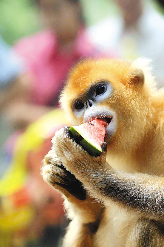 金丝猴吃东西图片
