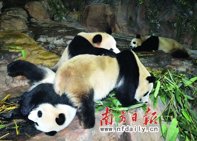 5只灾区大熊猫下周或与游客见面